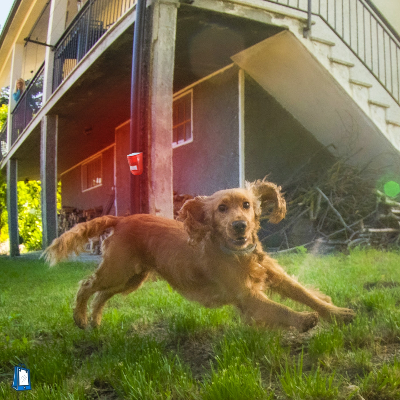 Solar Sound Alarm for Dogs - Motion-Activated Dogs Repeller