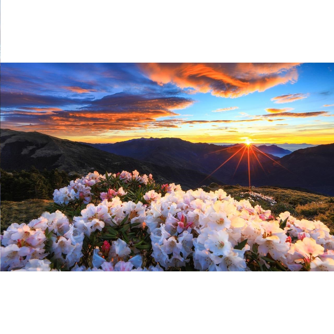 DIY Paint by Numbers Canvas Painting Kit - Blooming Sunset