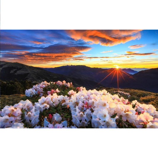 DIY Paint by Numbers Canvas Painting Kit - Blooming Sunset