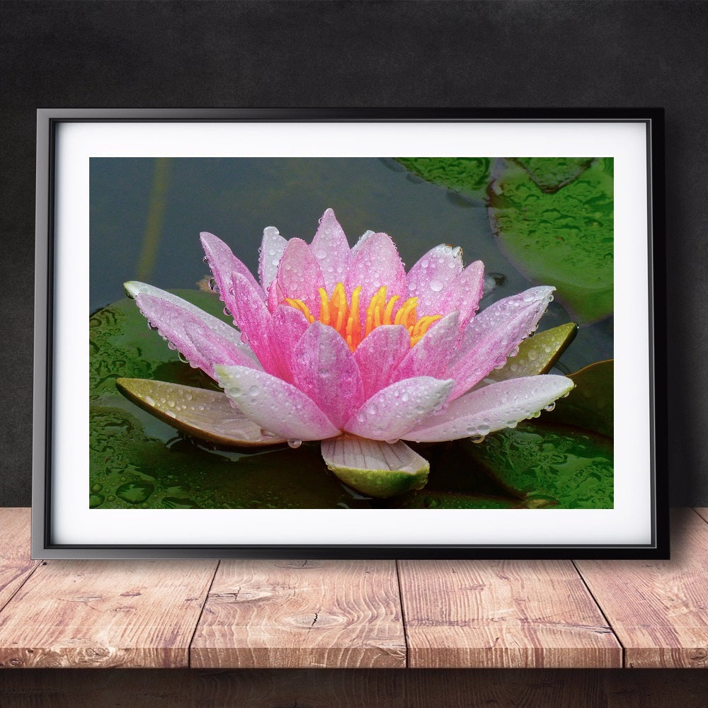 DIY Paint by Numbers Canvas Painting Kit - Pink Lotus