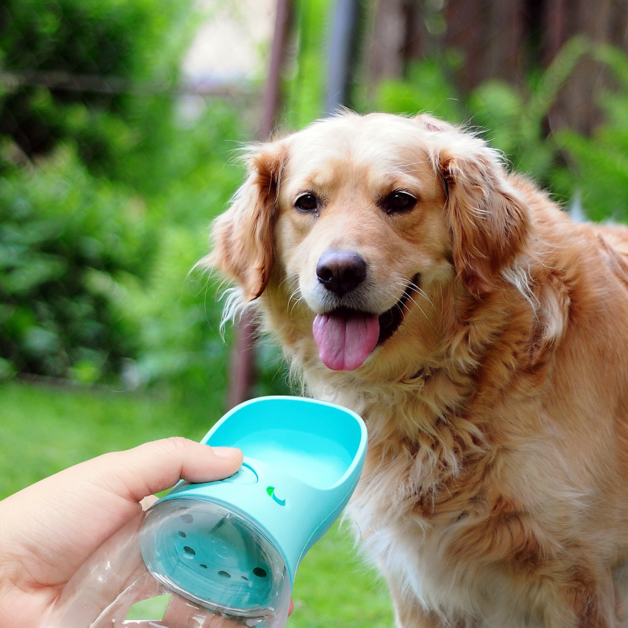 Dog 12oz Water Bottle