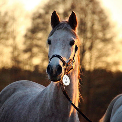 Portable Ultrasonic Battery Operated Fly Repeller - Protect Your Horses from Flies